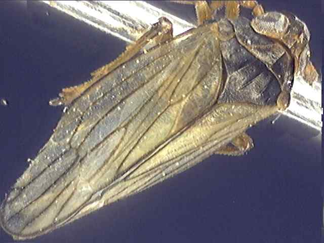 Delphacidae 1